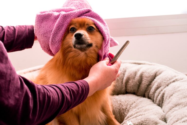 A Simple Guide to Dog Care