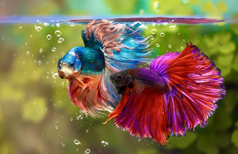 How Long Do Betta Fish Live? – Caring for Your Betta
