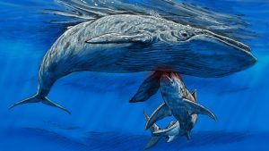 Blue Whale Bit