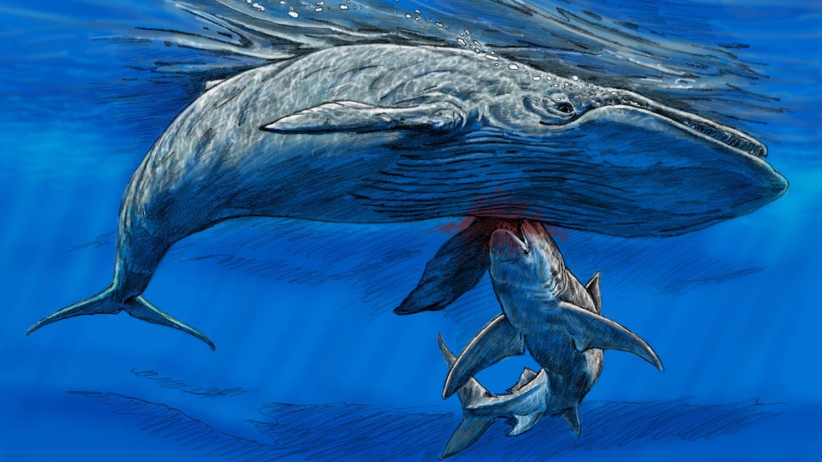 Blue Whale Bit