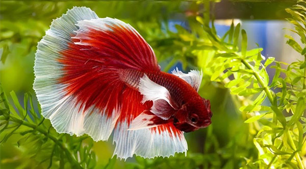 The Surprising Truth: How Long Can Betta Fish Actually Go Without Food?