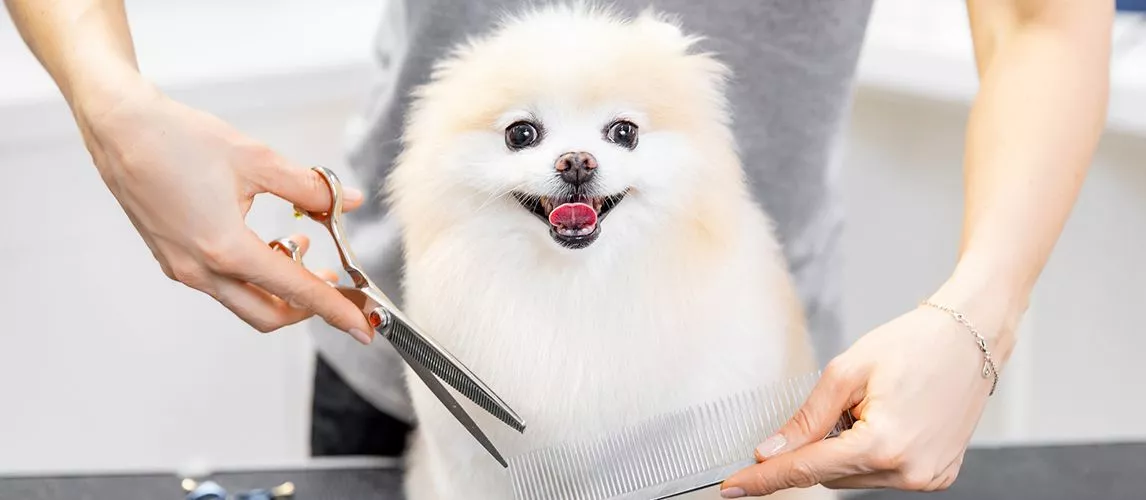 Shears for Dogs