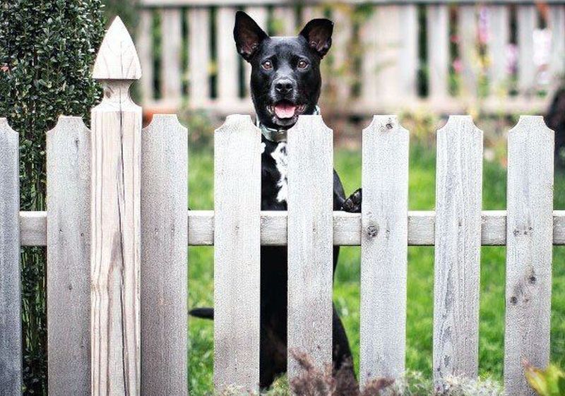 Fence Windows