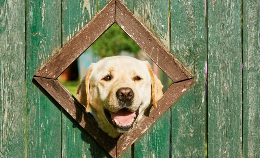 Fence Windows for Dogs