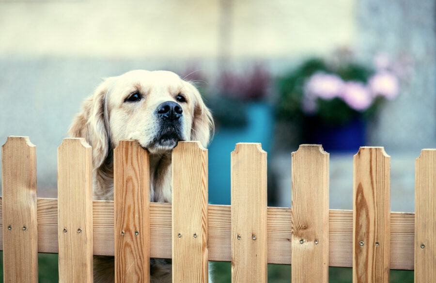 Fence Windows