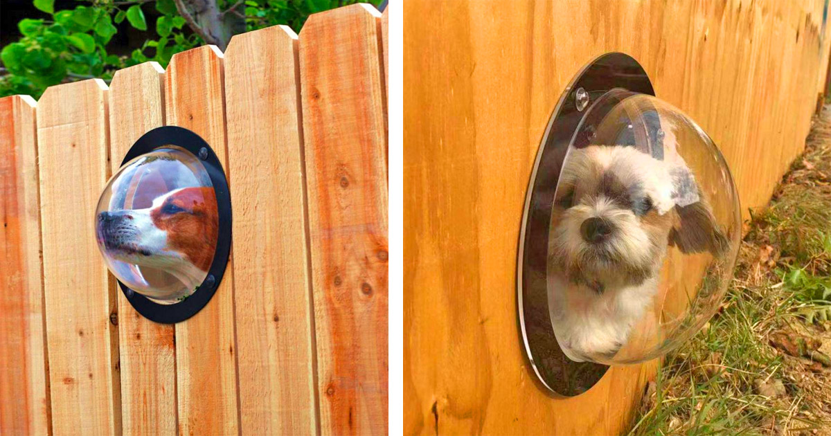 Fence Windows for Dogs