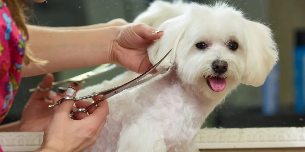 How To Choose The Best Thinning Shears For Dogs - Looneypalace