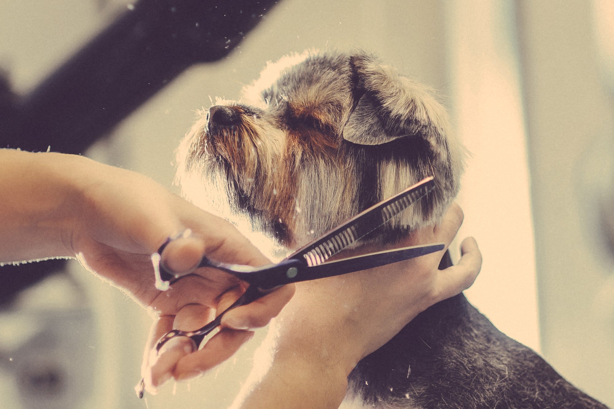 Thinning Shears for Dogs