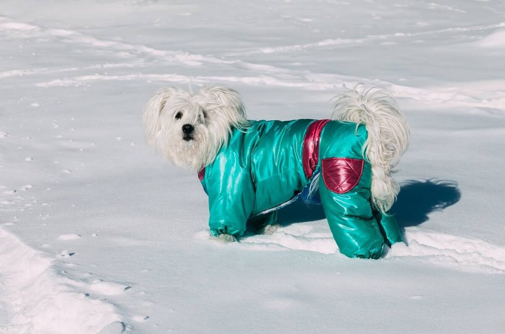 The toprated dog coats with legs on the market, based on customer