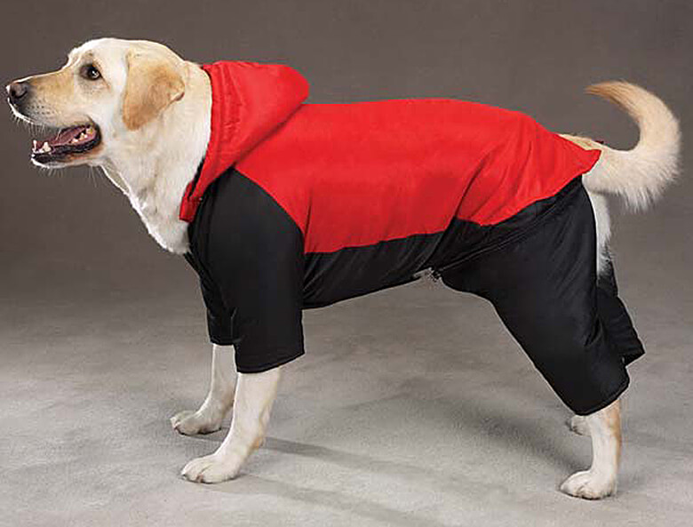 dog coats