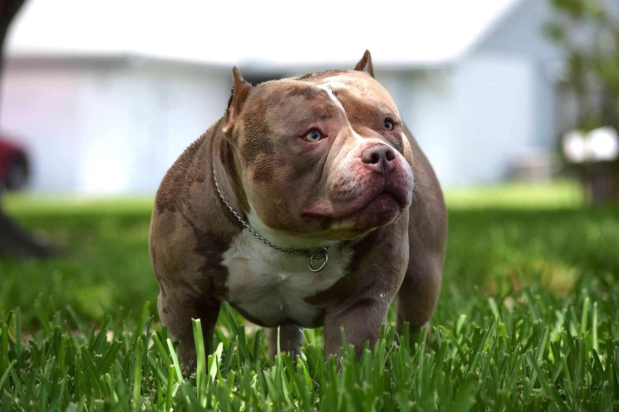 exotic bully health 