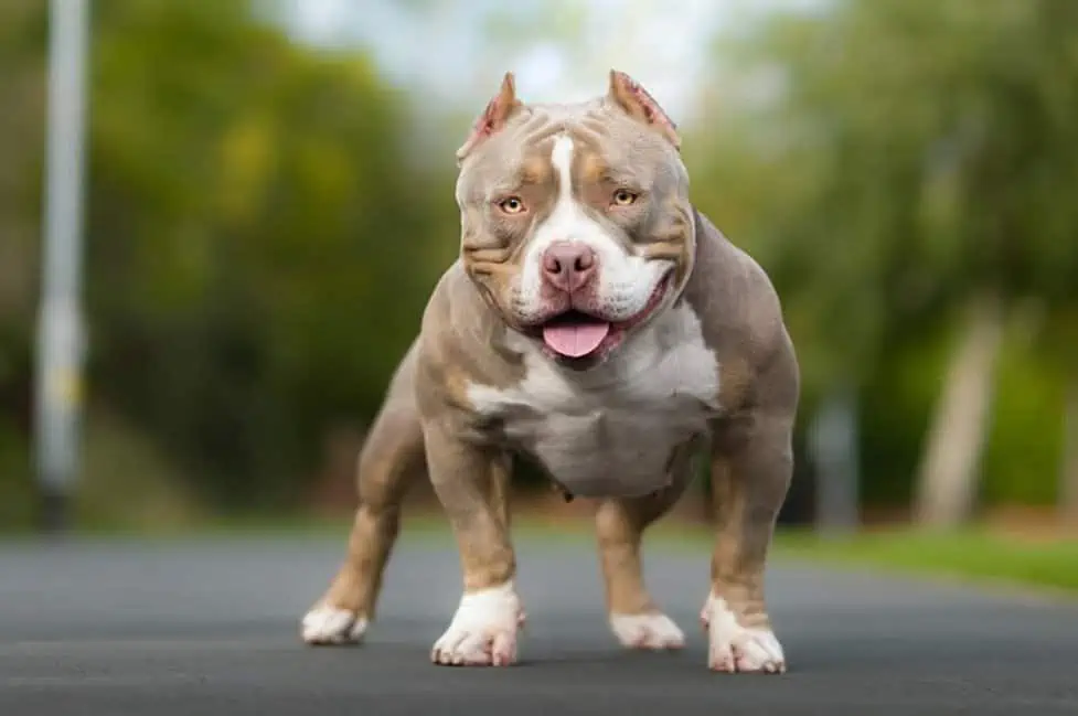 exotic bully health problems