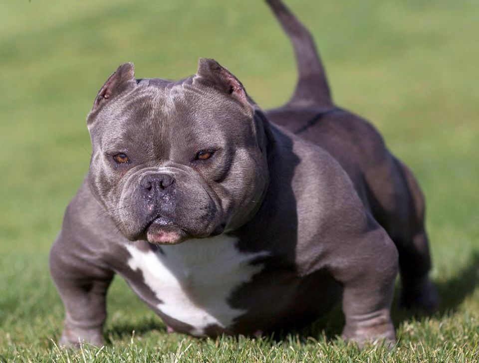 exotic bully health